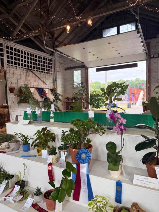 From youth divisions to garden clubs, the Lake County Fair...