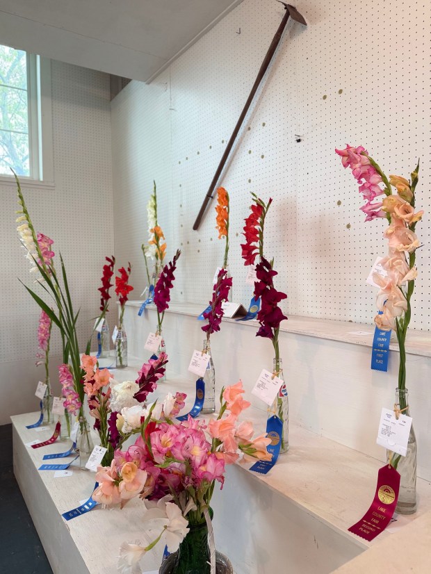 From youth divisions to garden clubs, the Lake County Fair...