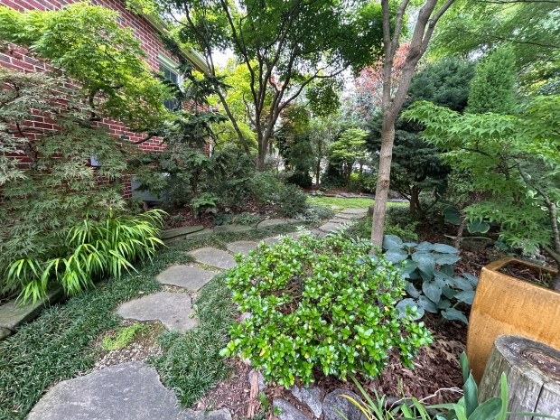 Different maples and conifers are seen in the backyard of John and MaryAnn Thesing in Euclid. (Frank Mecham- The News-Herald)
