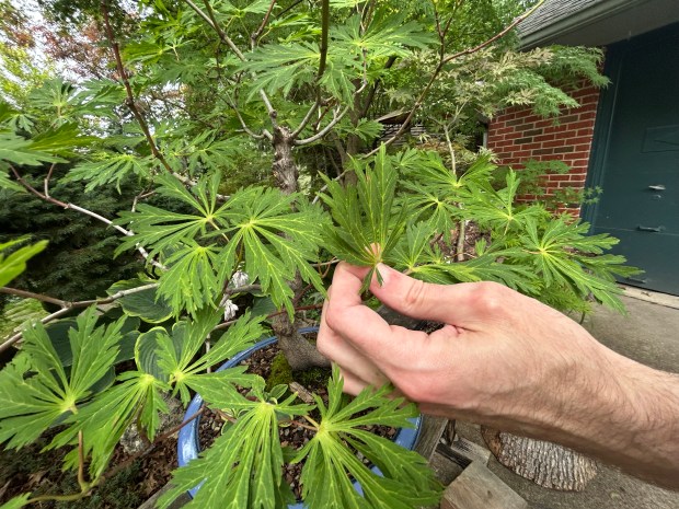 John Thesing points out one of his Bonsai plants. (Frank Mecham- The News-Herald)
