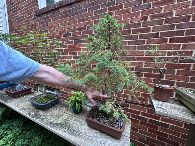 John Thesing shows where he started digging out a tree from his family property in Michigan to bring home and turn into a Bonsai. (Frank Mecham- The News-Herald)