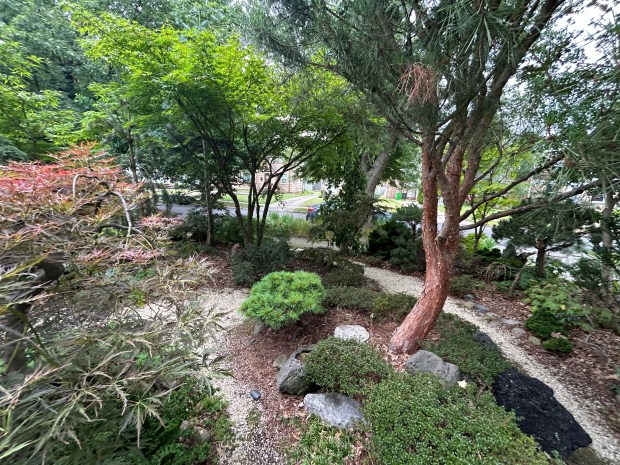 The grassless front yard of John and MaryAnn Thesing, of 115 East 216 Street can be seen during this year's Pond and Garden Tour. (Frank Mecham- The News-Herald)