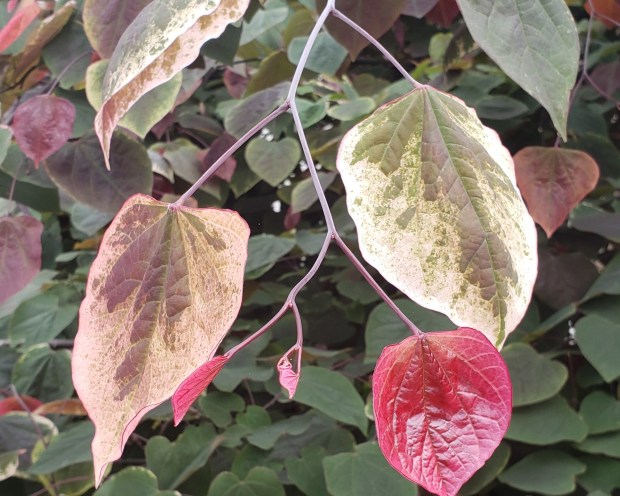 Many new varieties of eastern redbud have been introduced in the past few decades that offer outstanding foliage, like this "Carolina Sweetheart" (Les Parks)