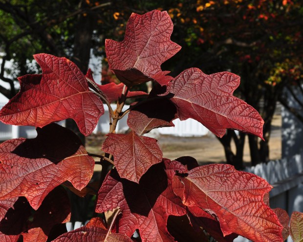 Most hydrangea species have pretty lackluster fall foliage, not so with oakleaf hydrangea. (Les Parks)