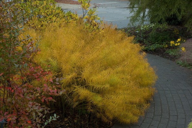 Arkansas blue star is very rare in its native environment, but thankfully, it is now common in local landscapes where its foliage can be appreciated. (Perry Mathewes)