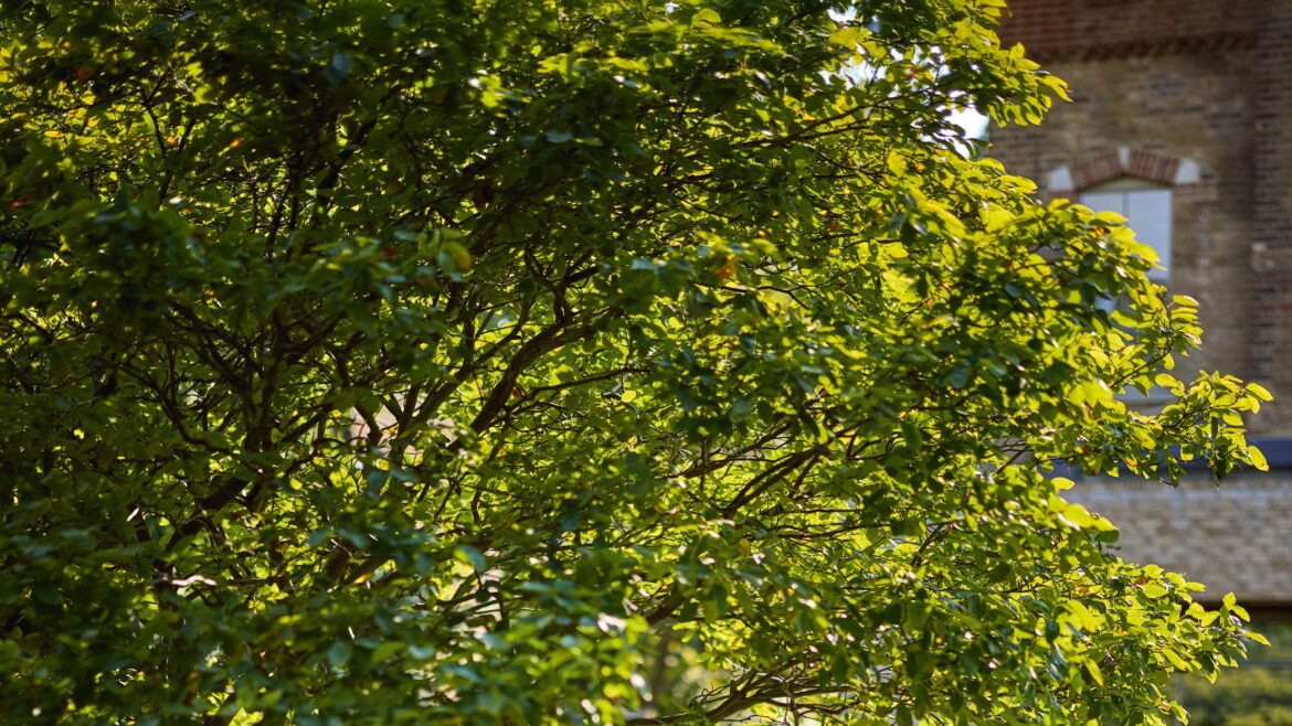 Urquhart and Hunt bring lush and bountiful planting to a garden in south west London Urquhart and Hunt bring lush and bountiful planting to a garden in south west London