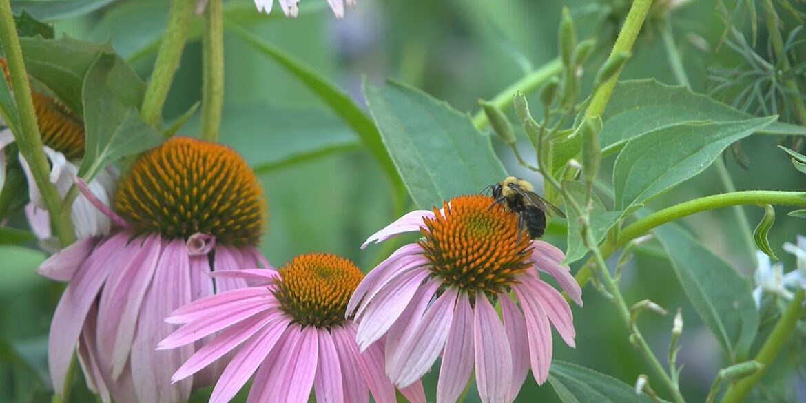 Nebraska Statewide Arboretum unites plant lovers with garden walks across Lincoln Nebraska Statewide Arboretum unites plant lovers with garden walks across Lincoln
