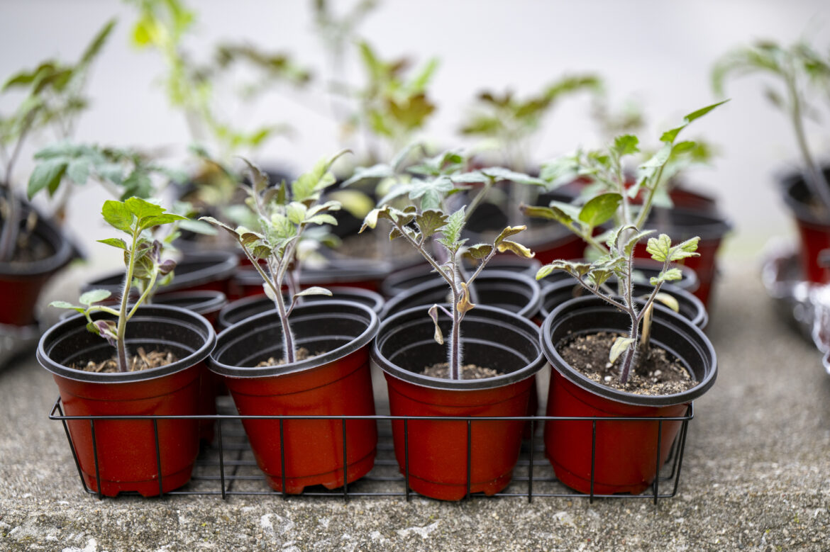 Martindale Brightwood workshops on gardening and wellness Martindale Brightwood workshops on gardening and wellness