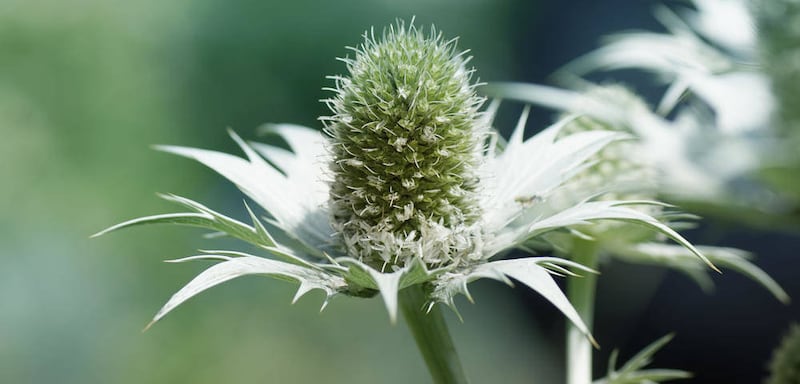 Sea Holly (Eryngium) 
