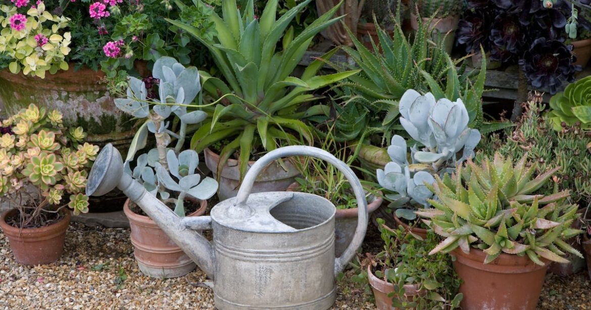 How to be a water-efficient gardener – The Irish News How to be a water-efficient gardener – The Irish News