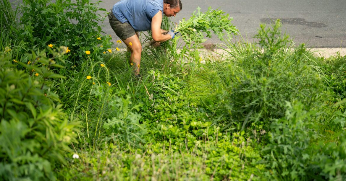 How some Minneapolis rain gardens could be making toxic algae blooms worse