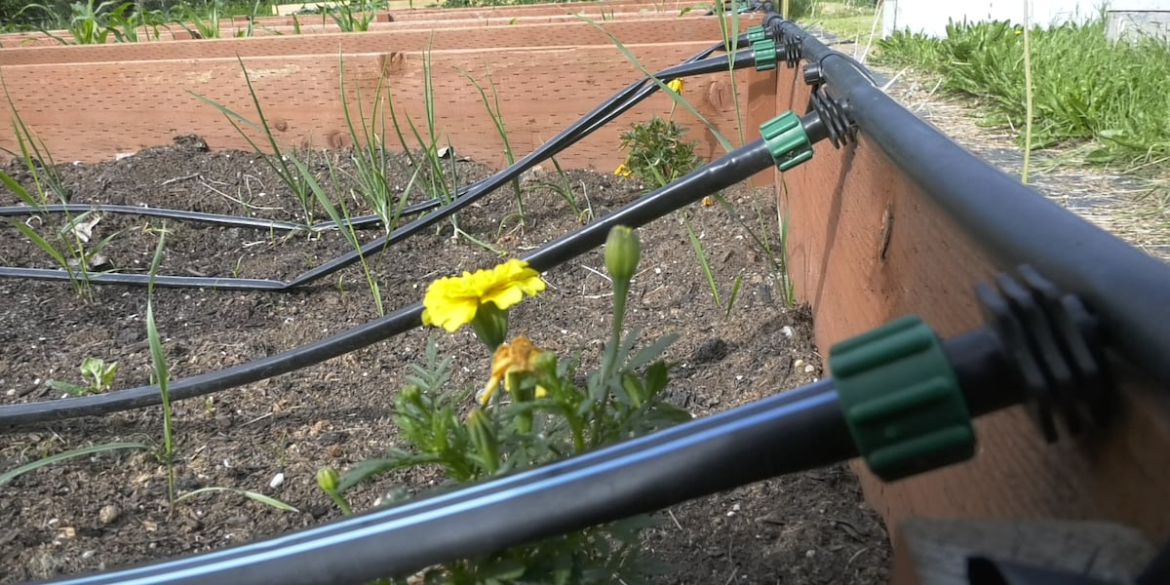 Teaching Fairbanks to grow for market Teaching Fairbanks to grow for market