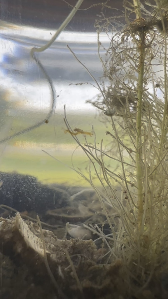 Someone tell me everything I have here! I  am HOOKED!