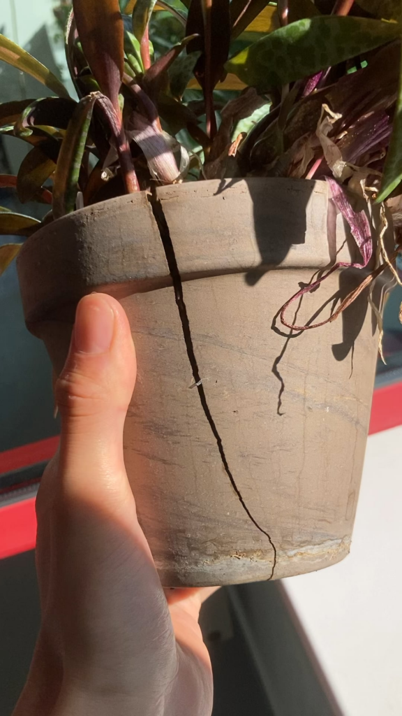 Roots don’t want to stay in pot