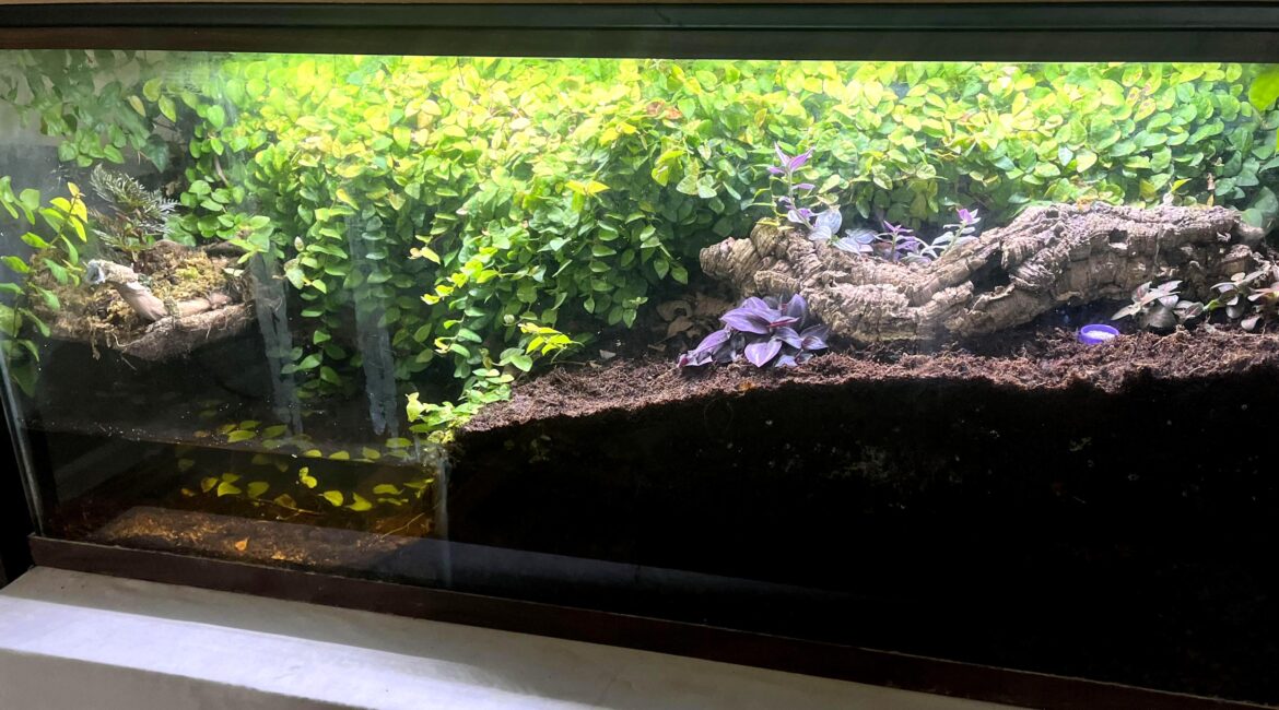 What critter would this enclosure be well suited for