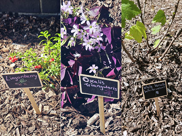 Some of the flowers planted by pupils