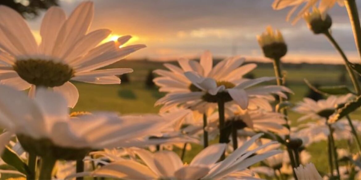 Grants available for urban farms & community gardens