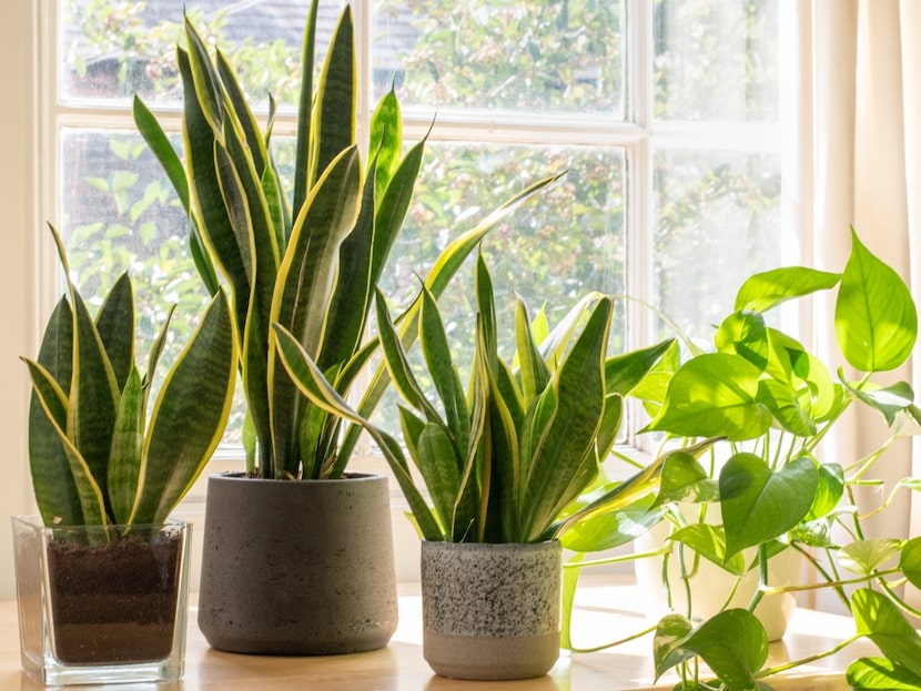 Houseplants on a table near a window