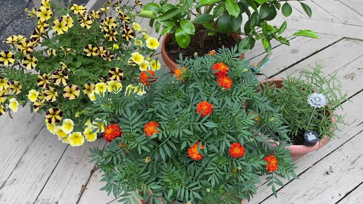 Not a good day to work in the garden as their is thick humidity and wildfire smoke hovering so took a little video around the perimeter of my yard