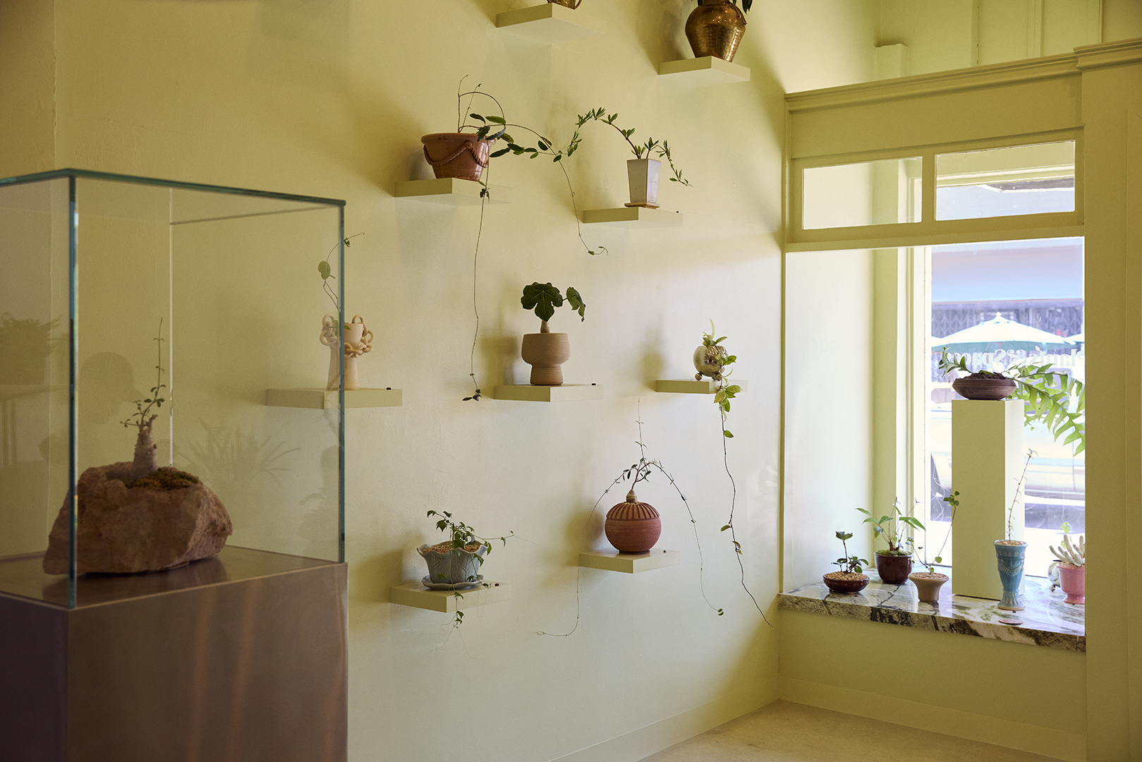 Interior display wall of potted plants on shelves