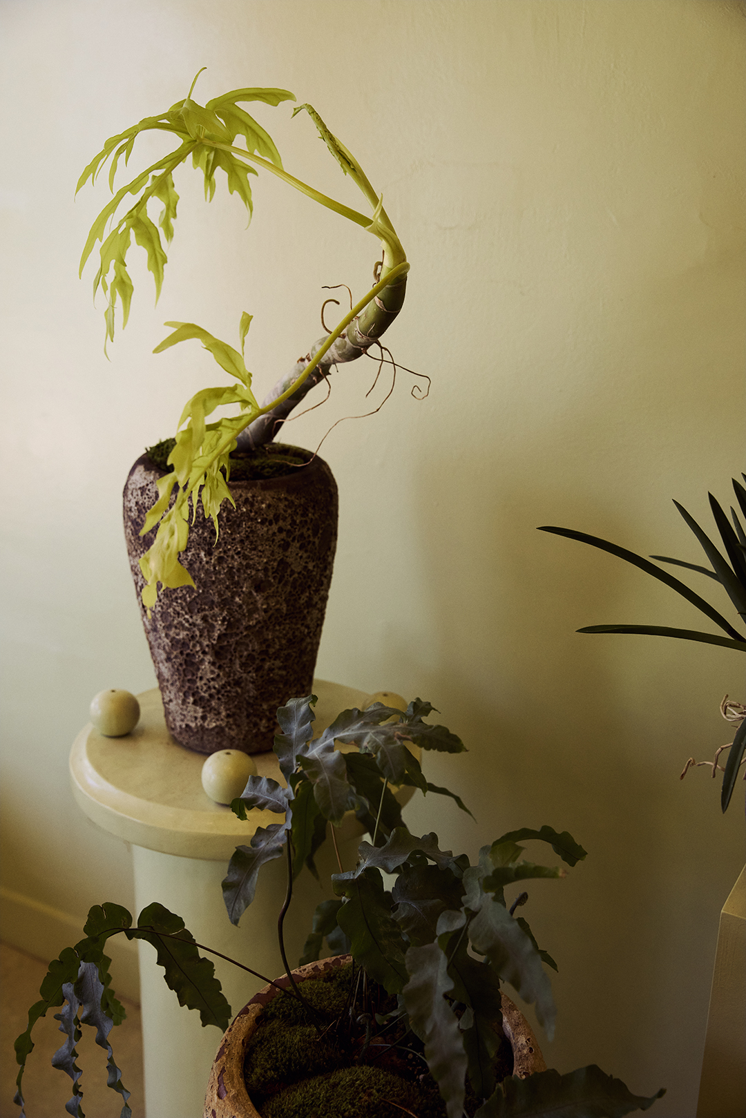 Potted plants on pedestals 