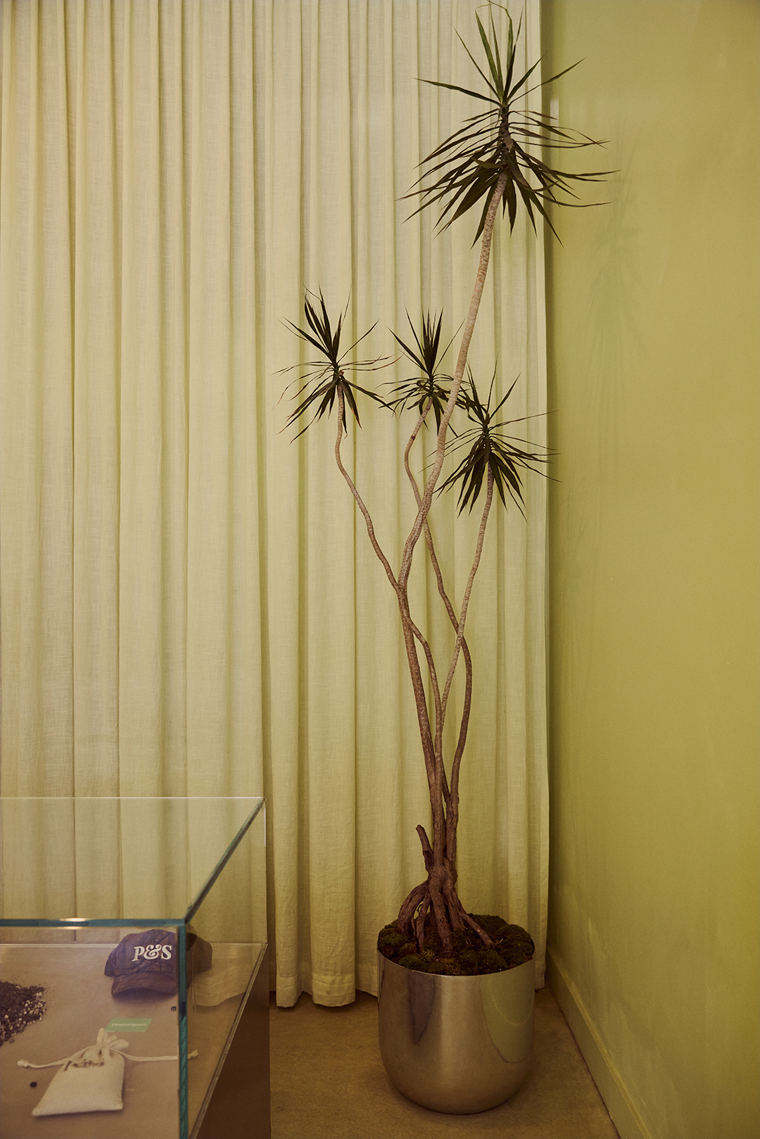 Tall plant in a corner