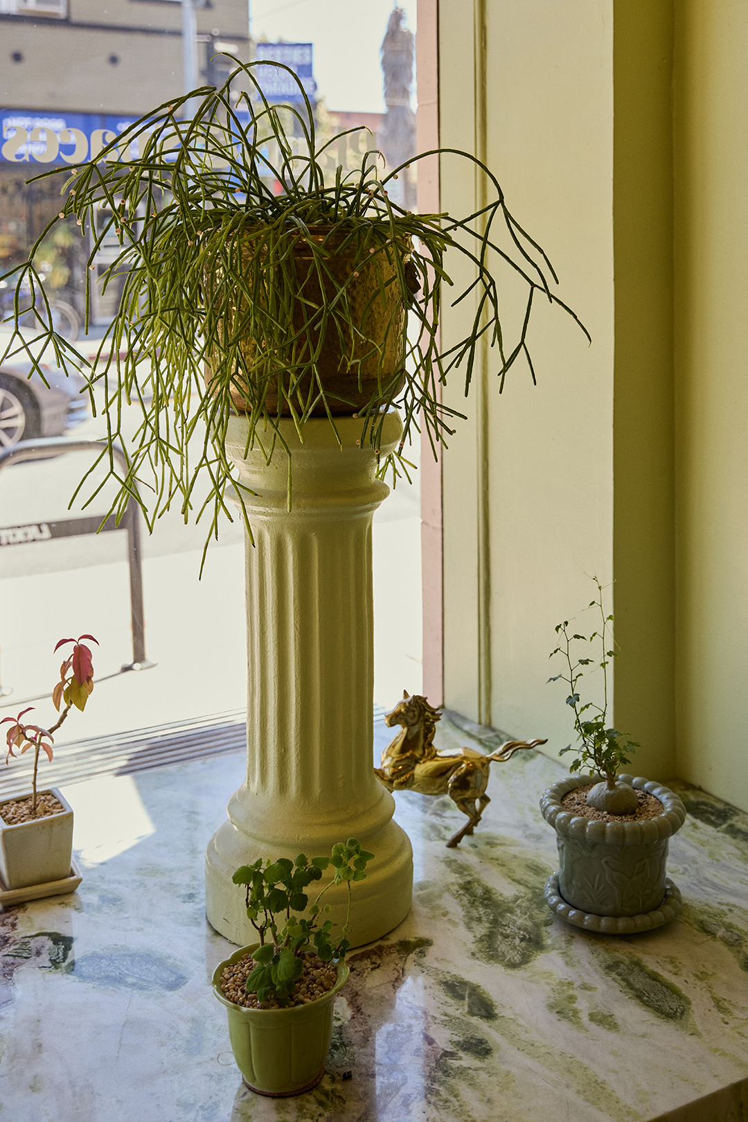 Plants in window display