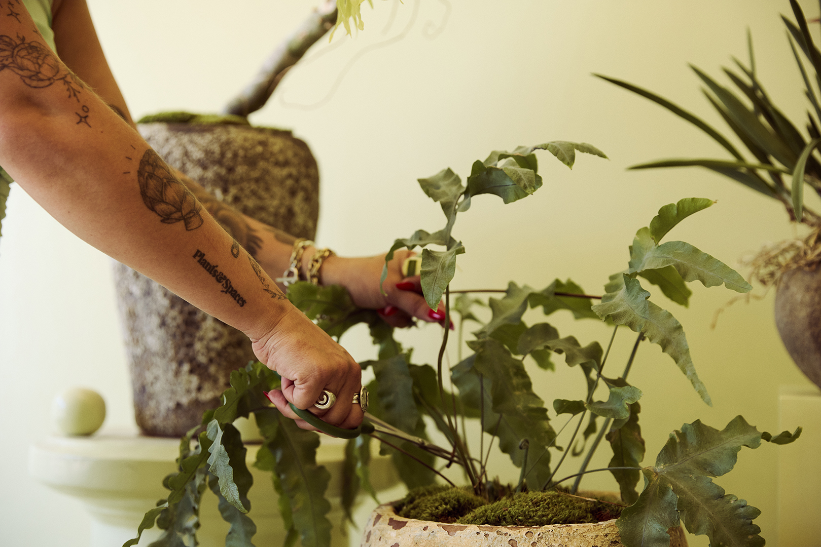 Zilah trimming a plant with moss in the pot