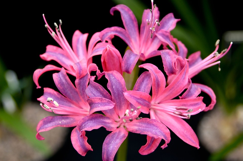 Nerine flower, pink with purple streaks.