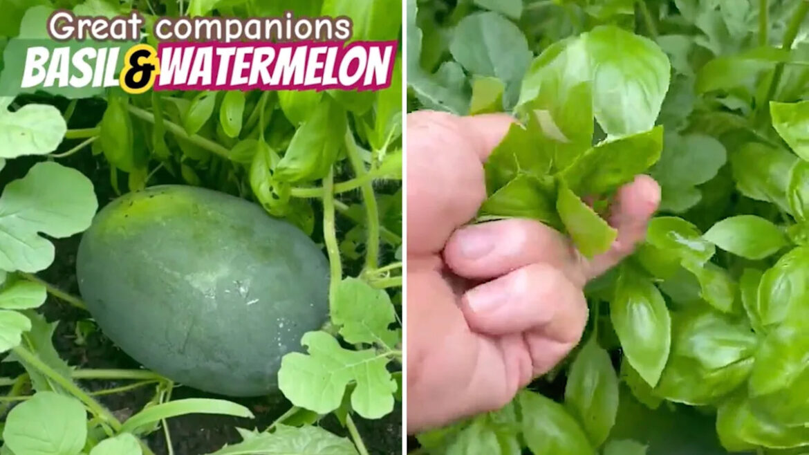 Yahoo lifestyle home