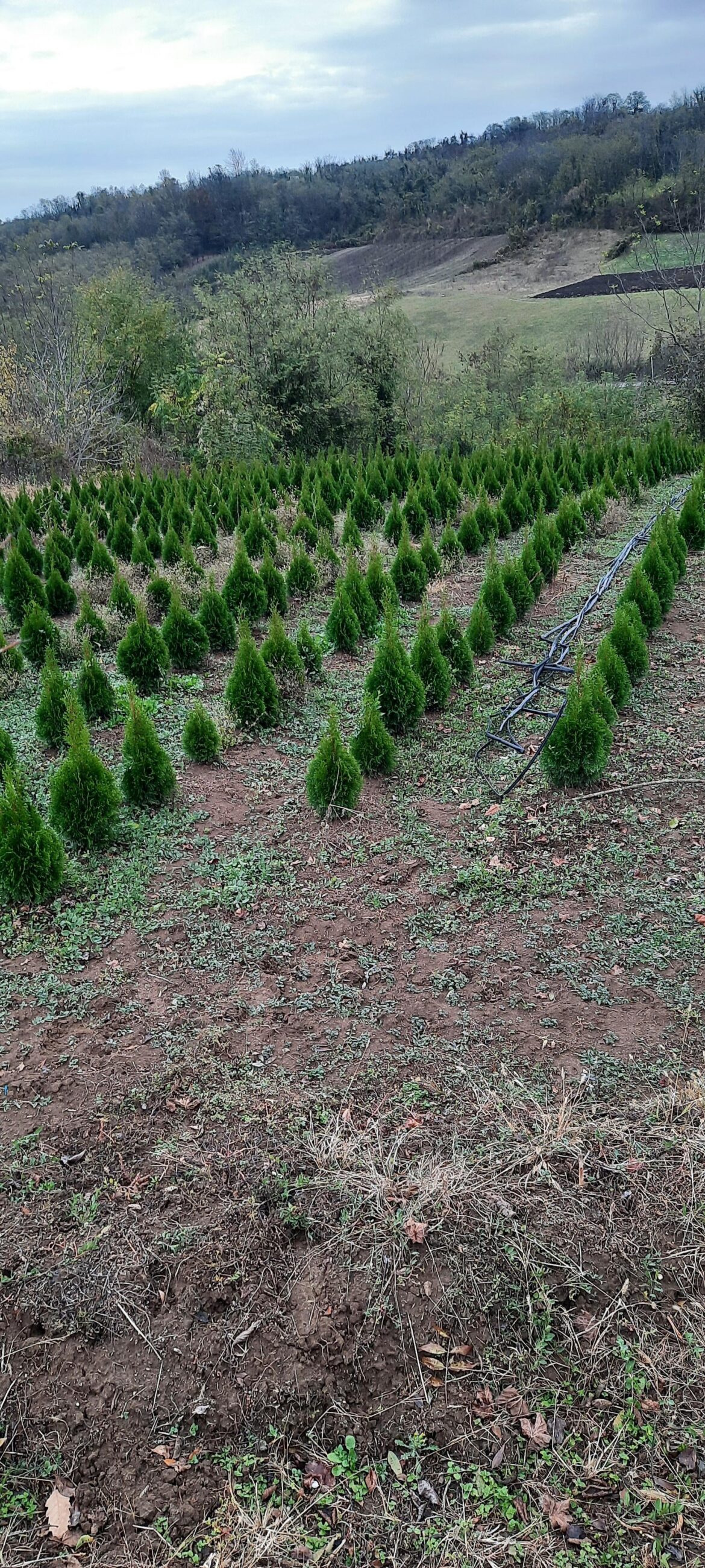 THUJA COLUMN, THEY GROW VERY NICELY