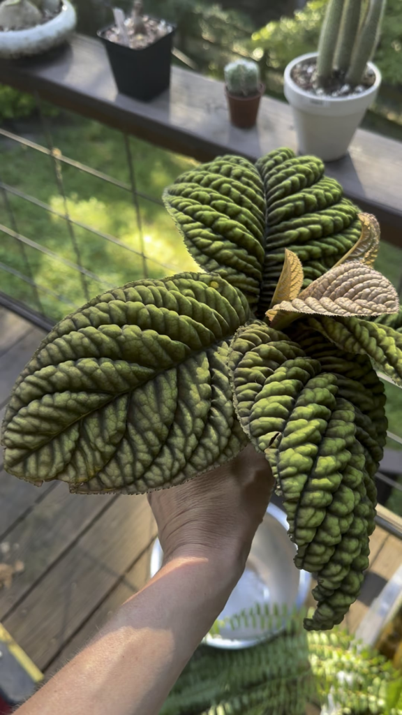 Ardisia - never heard of it until today.  The coolest leaf I’ve seen lately.