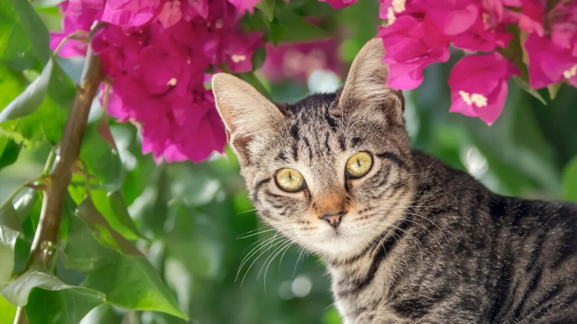 Yahoo lifestyle home