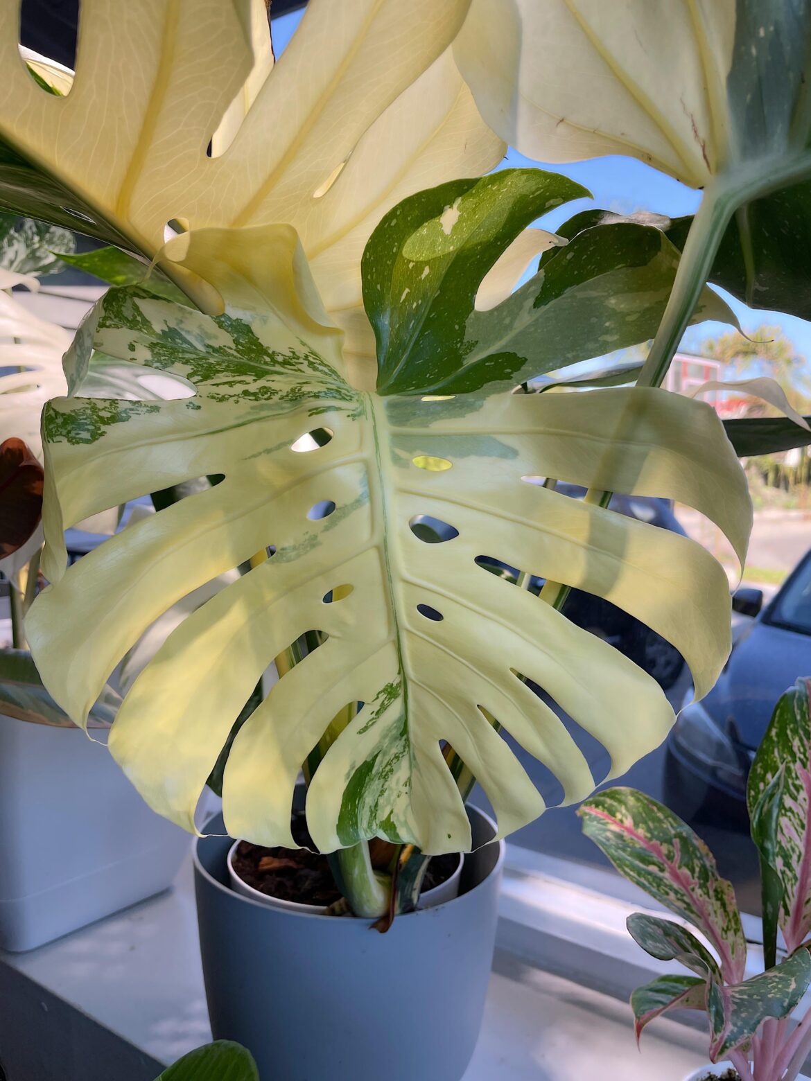 My new leaf is getting bigger by the day on my Thai con