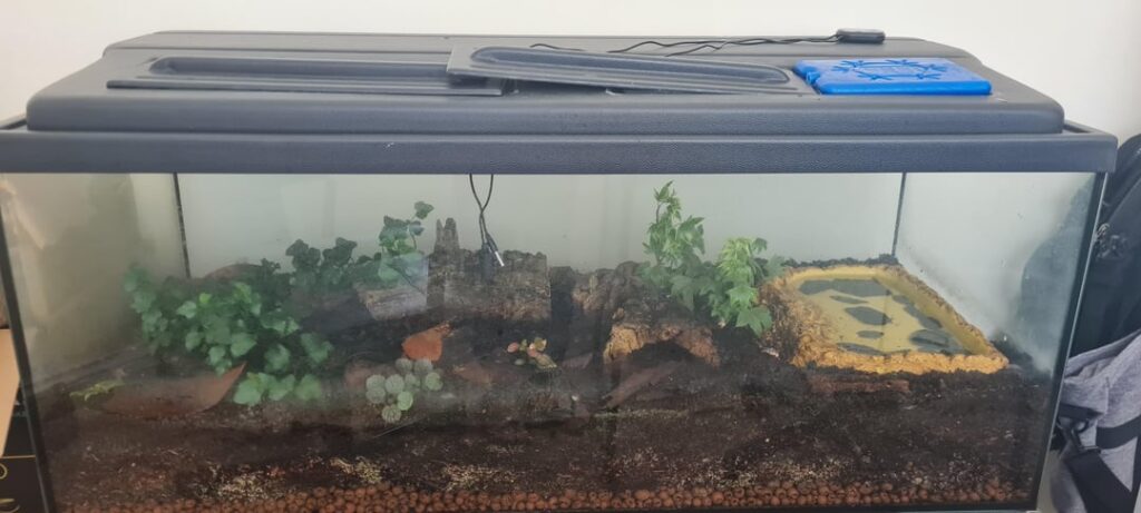 Keeping Terrestrial Newts Cool without losing humidity