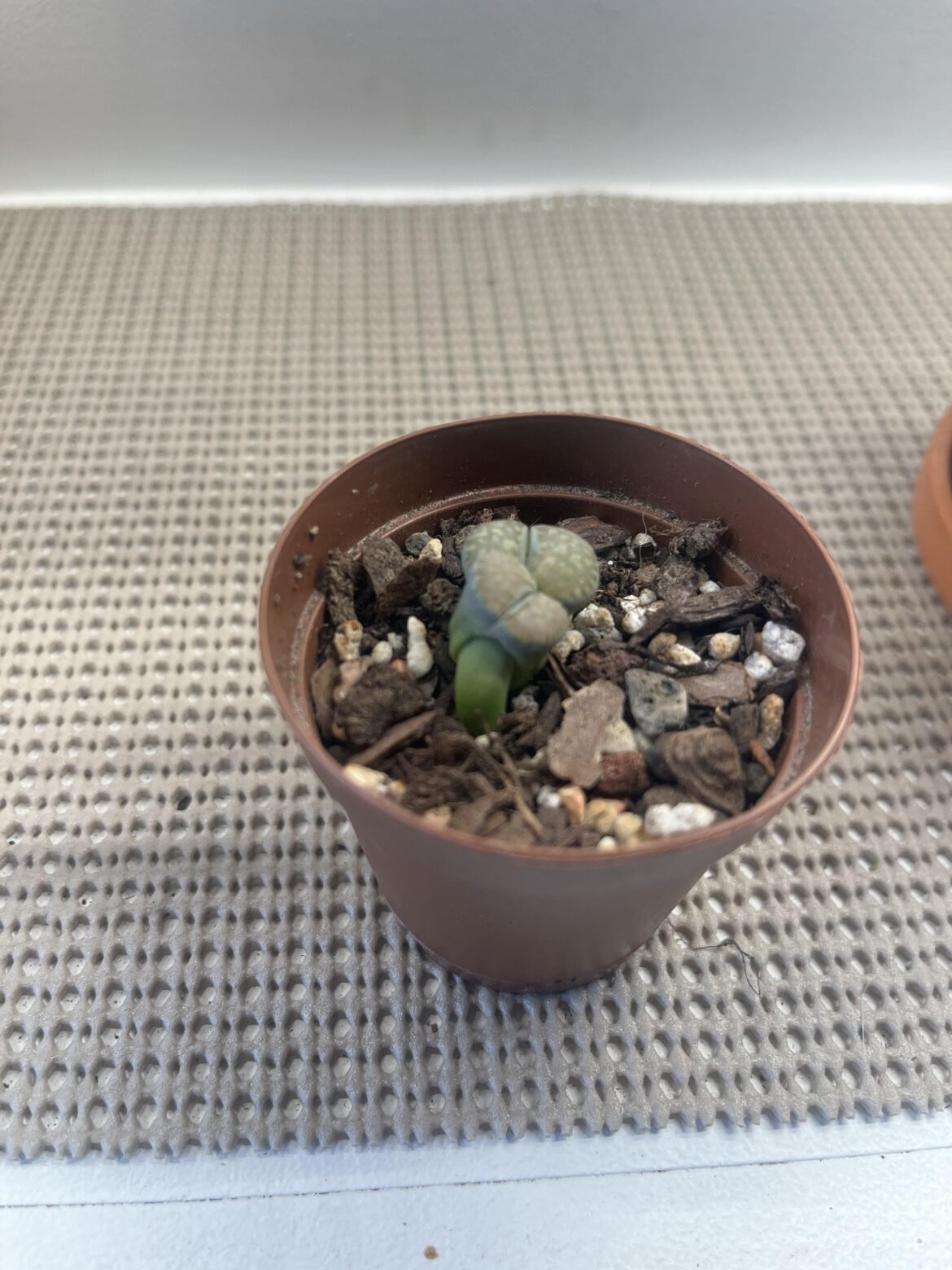 I guess that’s one way to grow?