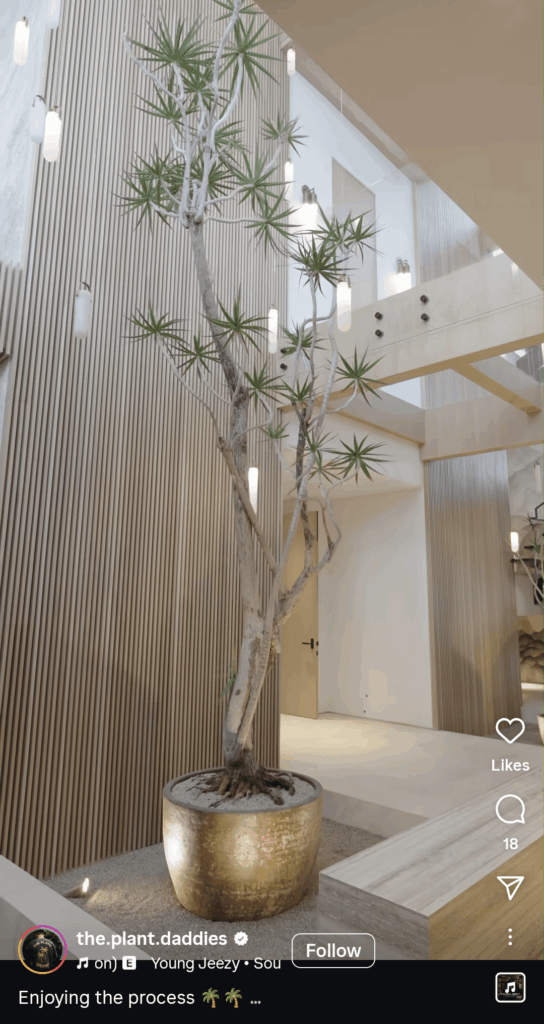 How do I turn an Ikea Dracaena Marginata into this fancy piece of art?