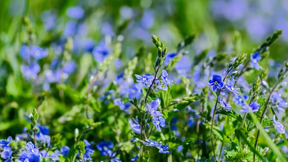 Closeup of veronica speedwell flowers with delicate blue petals blooming in a lush green spring meadow. Vibrant wildflower scene, perfect for nature, floral, and seasonal themes.