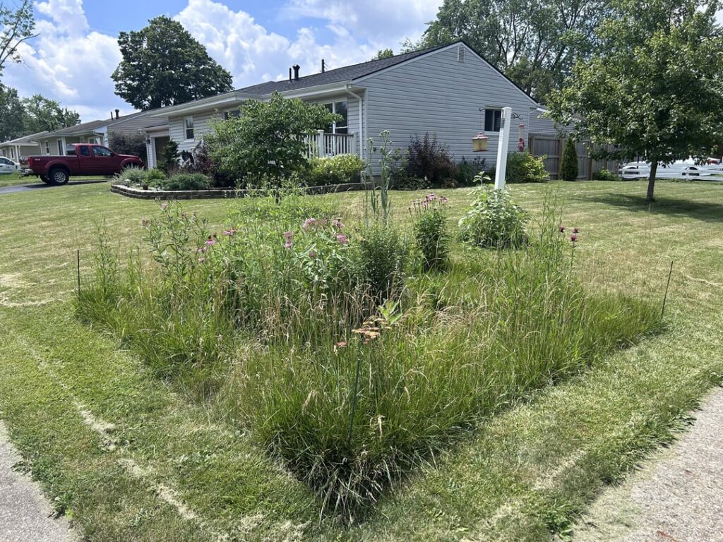 Small native meadow