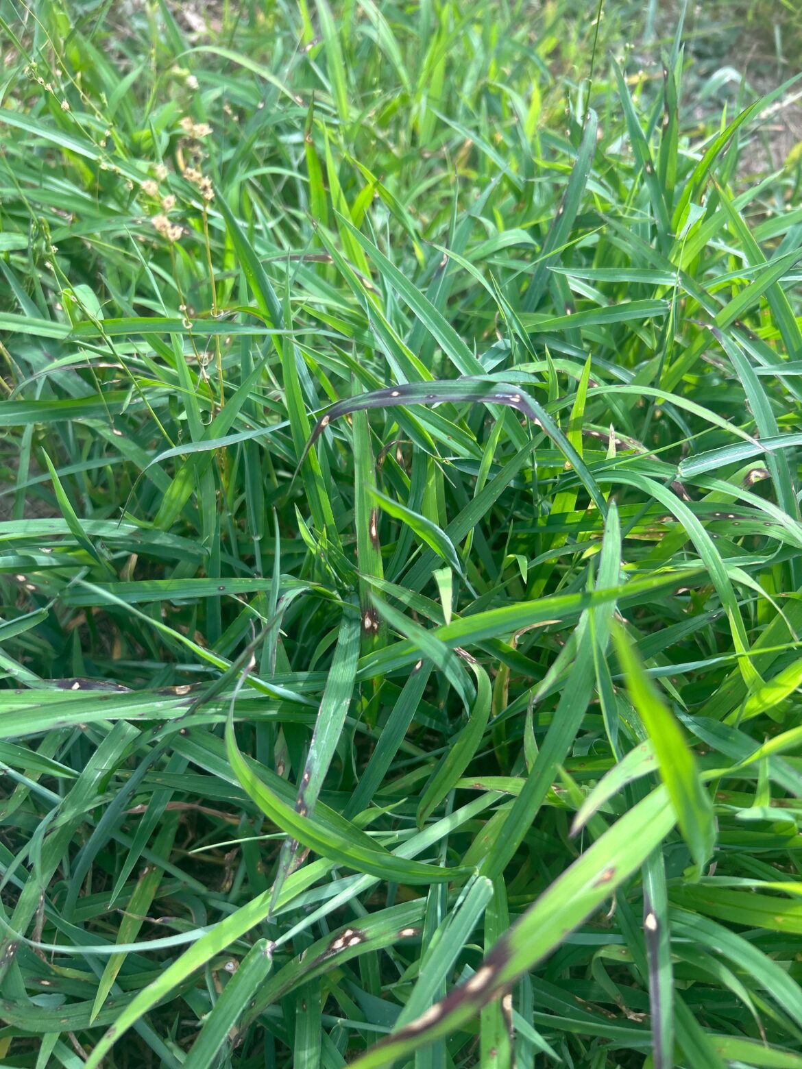 What’s causing me these spots on my grass?