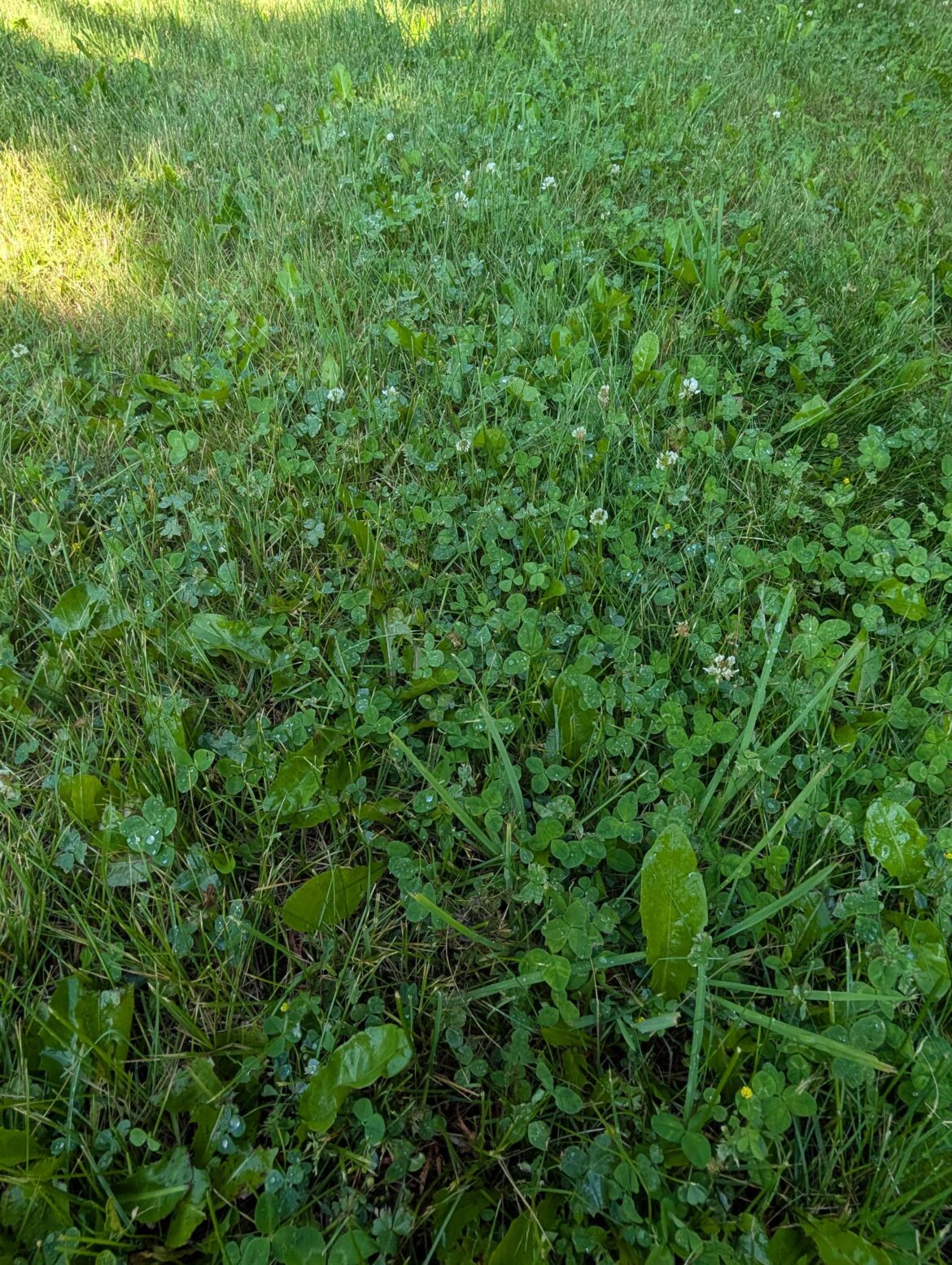 a little bit of everything in my lawn