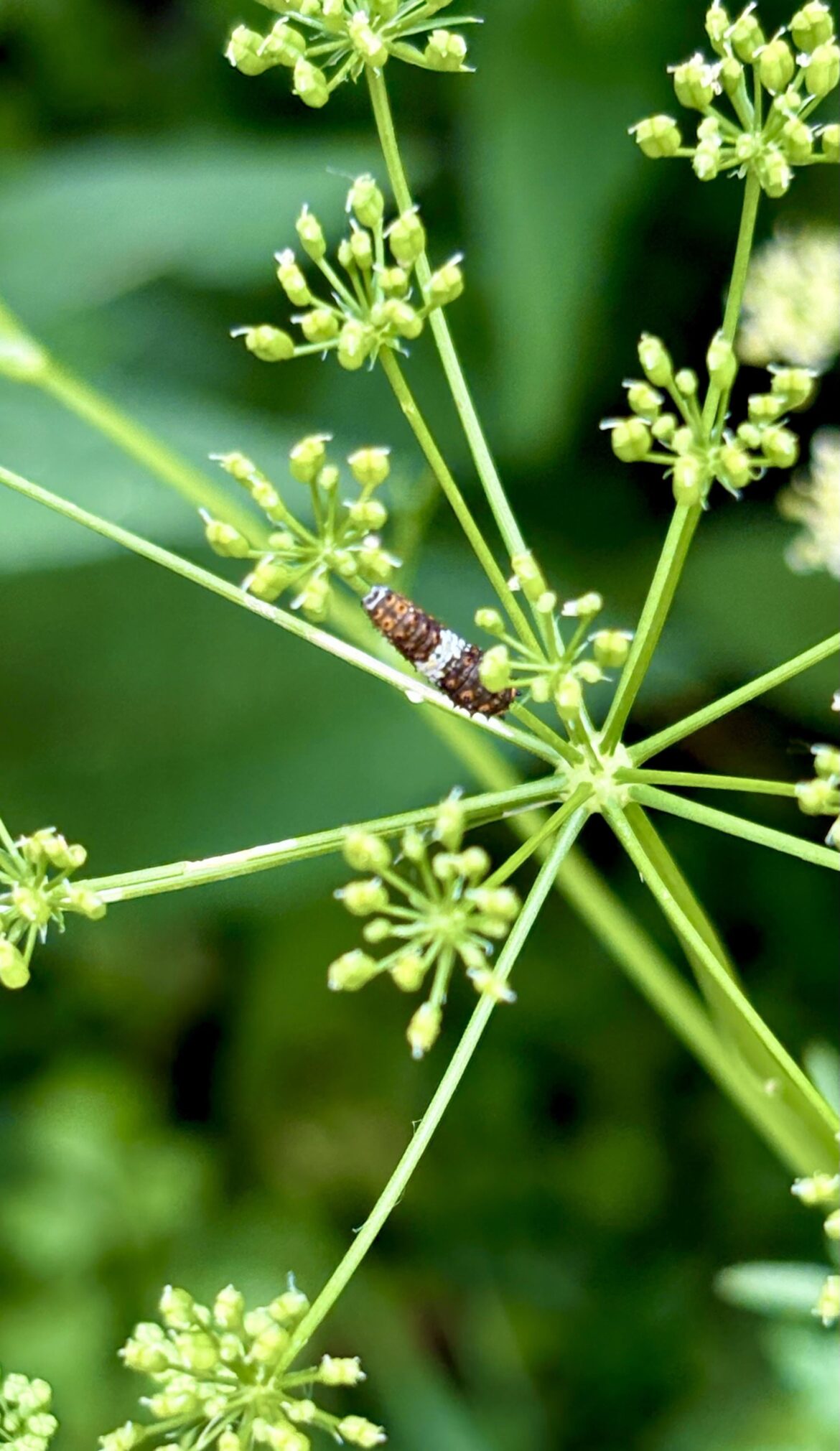 I’ve found at least 3 Black Swallowtail caterpillars on my parsley and wild carrot so far! 🐛