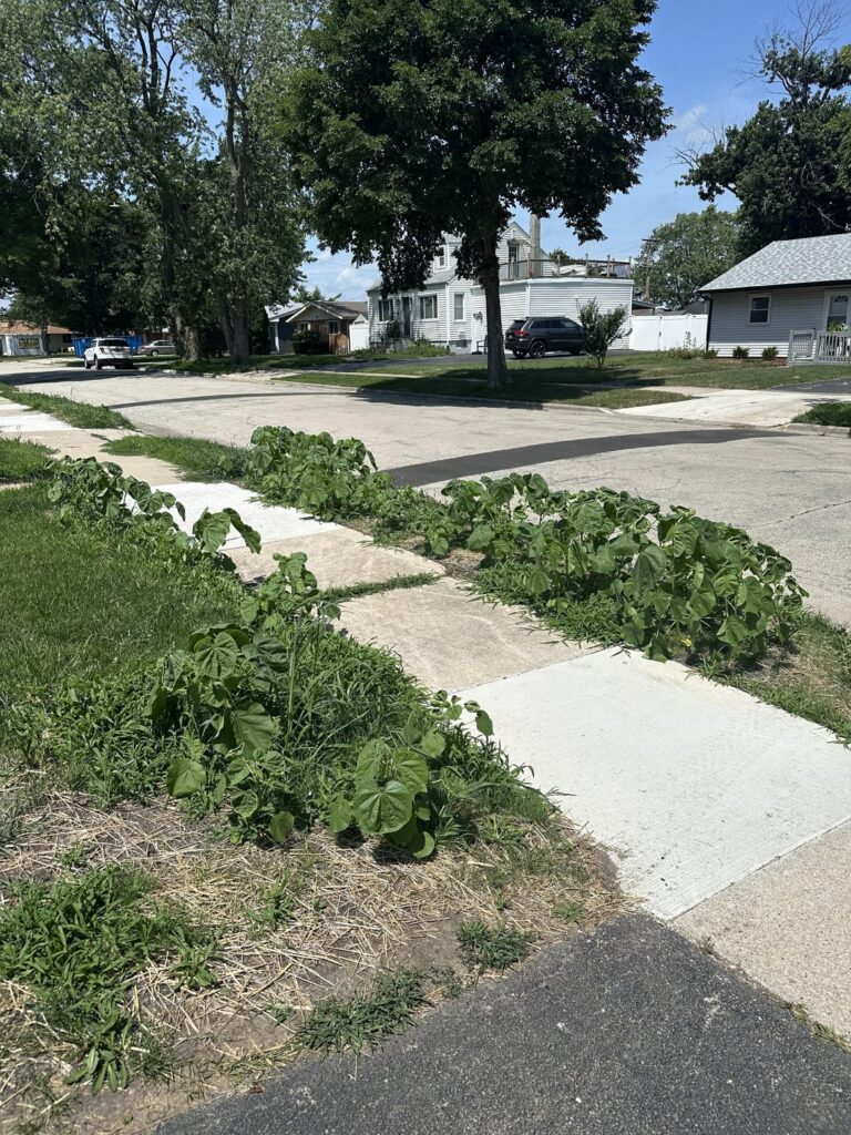 WTF did the city plant in our yards?