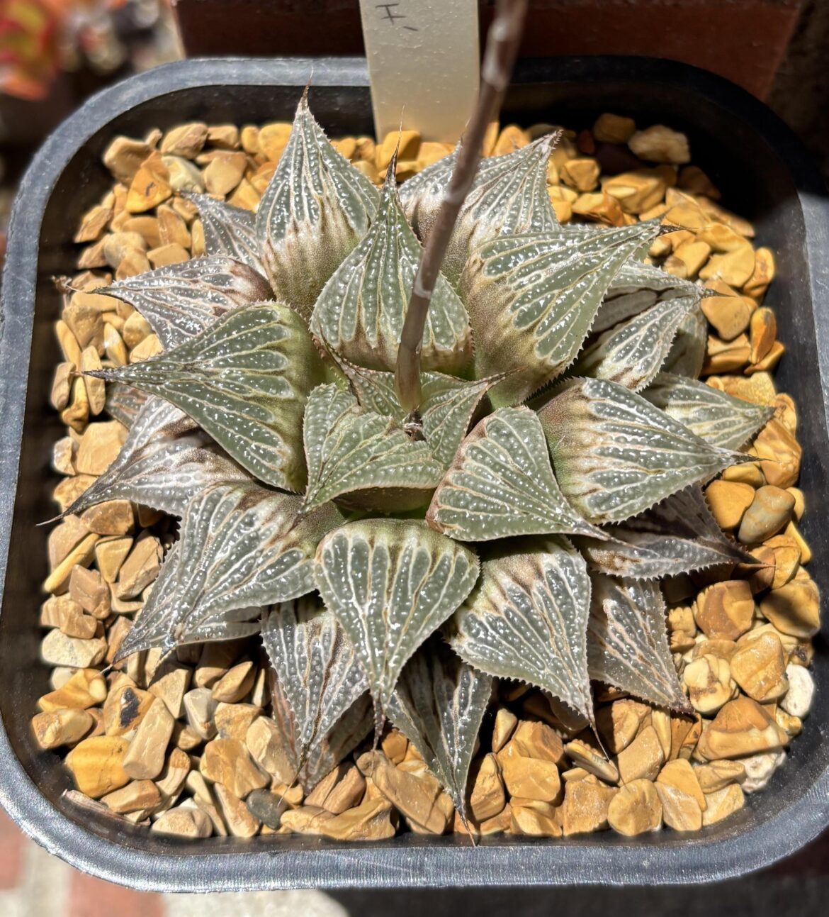 My ‘Zenith’ is looking pretty amazing these days