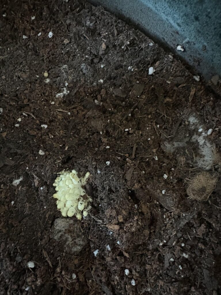 What is this growing in my monstera pot