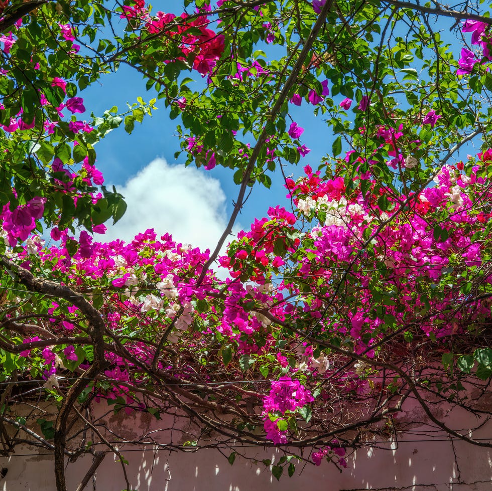 arbor of different colored bougainvillea overhanging an outdoor patio
