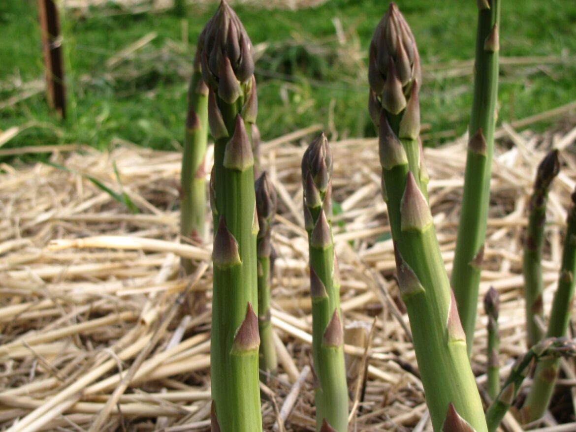 Growing asparagus takes patience but rewards gardeners for years Young asparagus spears emerge from a straw-mulched garden bed, standing tall and ready for spring harvest.