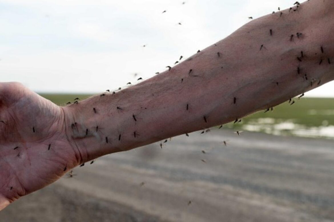 How Planting Marigolds Can Reduce Mosquitoes In Your Garden