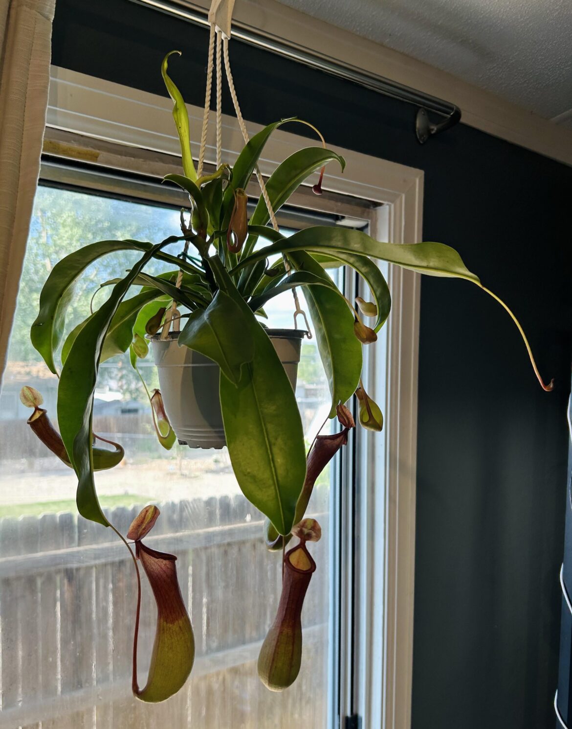 Those flies don’t stand a chance this year! Best plant I’ve gotten off Etsy yet.