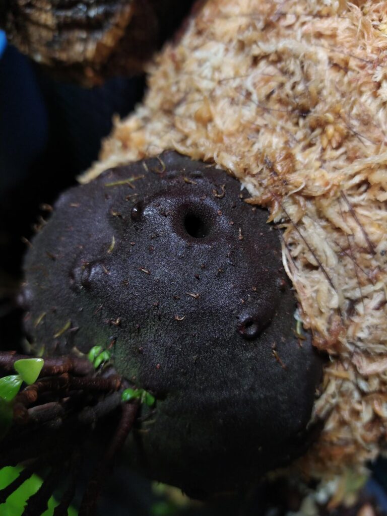 Hydnophytum holes (that's where the ants go)